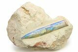 Incredible Opal Replaced Belemnite Fossil - Australia #298598-1